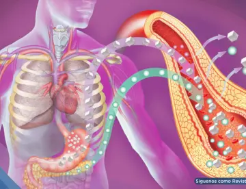 Diabetes tipo 2 altera la estructura del corazón y aumenta el riesgo de insuficiencia cardíaca: Estudio