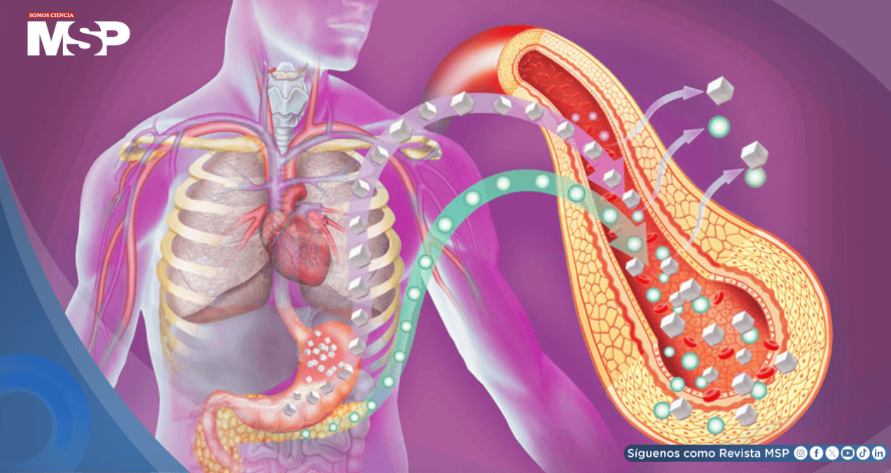 Diabetes tipo 2 altera la estructura del corazón y aumenta el riesgo de insuficiencia cardíaca: Estudio