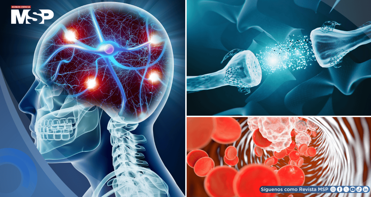 La inflamación crónica afectaría al cerebro con deterioro cognitivo, riesgo de demencia y depresión