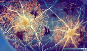 Hipótesis infecciosa del alzhéimer: El papel del virus del herpes y otros patógenos