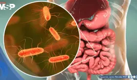 Transforman residuos plásticos en paracetamol con bacterias modificadas de E. coli