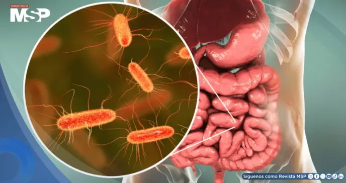 Transforman residuos plásticos en paracetamol con bacterias modificadas de E. coli