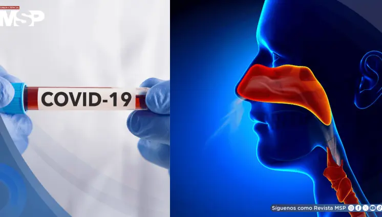 La pérdida de olfato tras COVID-19 es más común y persistente de lo que se percibe: estudio La pérdida de olfato tras COVID-19 es más común y persistente de lo que se percibe: estudio