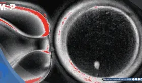 Óvulos humanos creados a partir de células de la piel: El 9% alcanzó fase de blastocisto