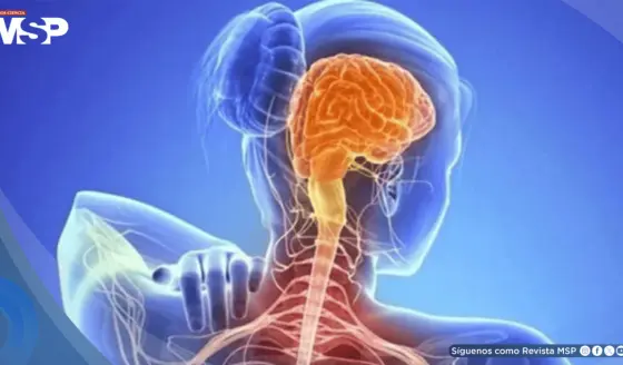 Científicos descubren que la Esclerosis Lateral Amiotrófica tendría un componente autoinmune