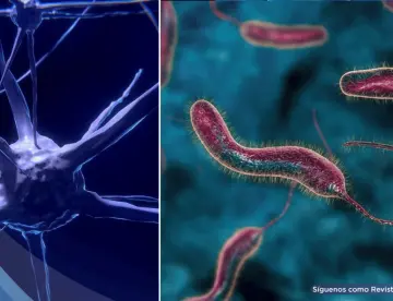 Científicos descubren que una proteína del cólera podría provocar la autodestrucción de células de cáncer