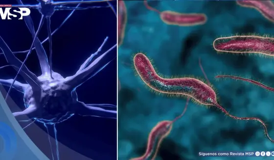 Científicos descubren que una proteína del cólera podría provocar la autodestrucción de células de cáncer