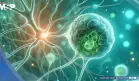 Científicos desarrollan una terapia con células madre que podría regenerar neuronas y reparar el cerebro