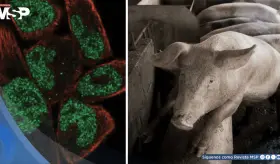Hito médico: Cerdos genéticamente modificados resisten la peste porcina clásica 
