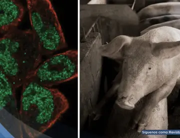 Hito médico: Cerdos genéticamente modificados resisten la peste porcina clásica 