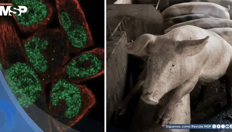 Hito médico: Cerdos genéticamente modificados resisten la peste porcina clásica 