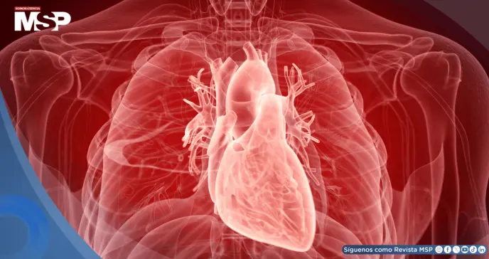 Células madre podrían reparar el corazón tras un infarto y reducen el riesgo de insuficiencia cardíaca Células madre podrían reparar el corazón tras un infarto y reducen el riesgo de insuficiencia cardíaca