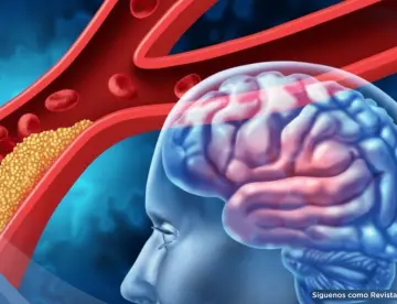 Descubren cómo el cerebro puede regenerar vasos sanguíneos tras un ictus gracias a células gliales 