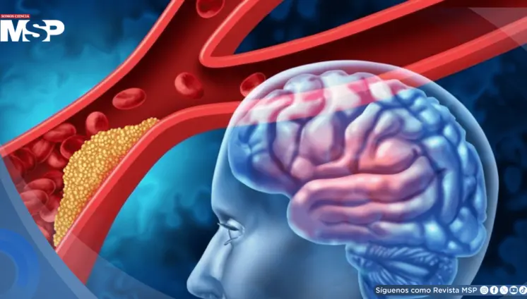 Descubren cómo el cerebro puede regenerar vasos sanguíneos tras un ictus gracias a células gliales 