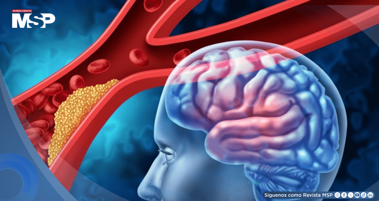 Descubren cómo el cerebro puede regenerar vasos sanguíneos tras un ictus gracias a células gliales Descubren cómo el cerebro puede regenerar vasos sanguíneos tras un ictus gracias a células gliales