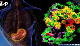 Logran que células del estómago produzcan insulina y controlen la glucosa en roedores con diabetes tipo 1