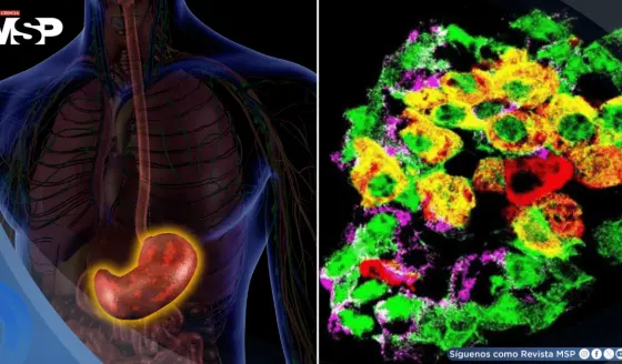 Logran que células del estómago produzcan insulina y controlen la glucosa en roedores con diabetes tipo 1