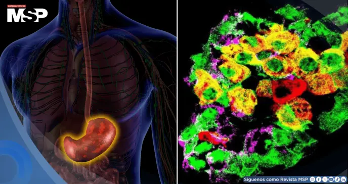 Logran que células del estómago produzcan insulina y controlen la glucosa en roedores con diabetes tipo 1 Logran que células del estómago produzcan insulina y controlen la glucosa en roedores con diabetes tipo 1