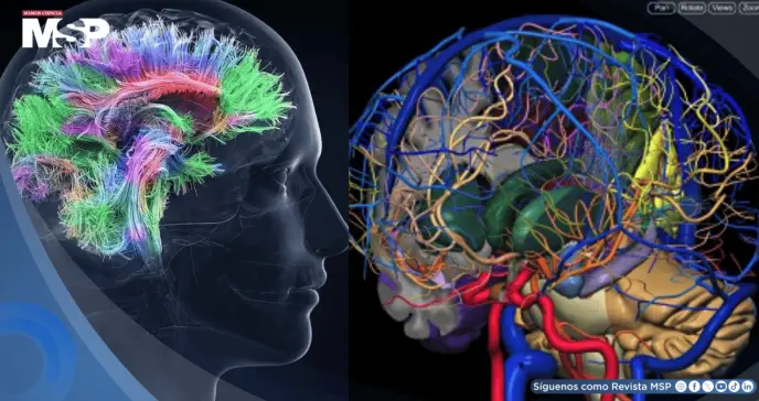 Proyecto BRAIN: tras una década y la colaboración de 500 laboratorios, logran el primer mapa del cerebro