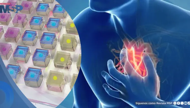 Nuevo parche cardíaco repara tejido dañado tras un infarto al liberar tres fármacos en fases controladas