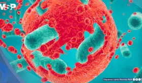 Detectan bacterias activas en glioblastomas y metástasis que afectan la respuesta a la quimioterapia