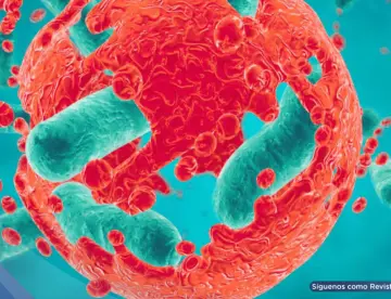 Detectan bacterias activas en glioblastomas y metástasis que afectan la respuesta a la quimioterapia