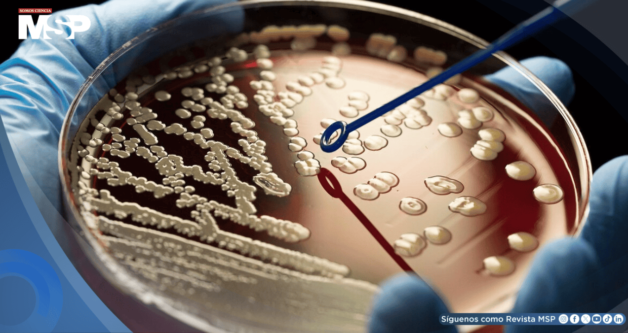 Alertan sobre el aumento de bacterias resistentes a antibióticos en República Dominicana Alertan sobre el aumento de bacterias resistentes a antibióticos en República Dominicana