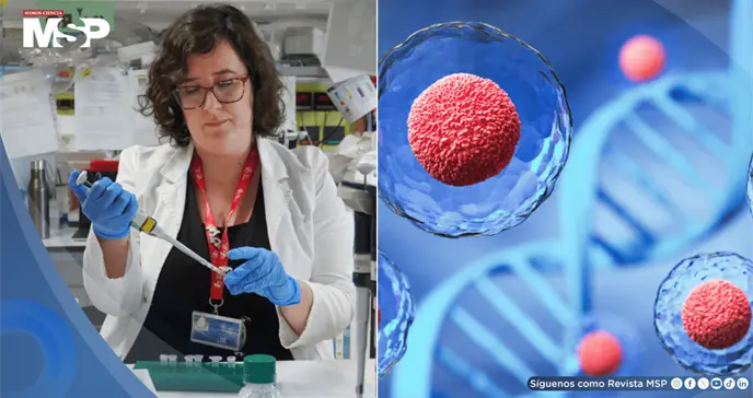 Fármaco logra revertir el envejecimiento de células madre y potencia la regeneración del sistema inmune