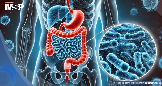 Aditivos en ultraprocesados podrían debilitar la barrera intestinal e incrementar la inflamación Aditivos en ultraprocesados podrían debilitar la barrera intestinal e incrementar la inflamación