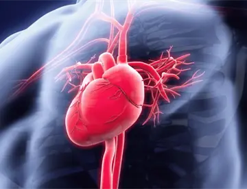 Pulso y frecuencia cardíaca: Cómo diferenciarlos y por qué no siempre son lo mismo