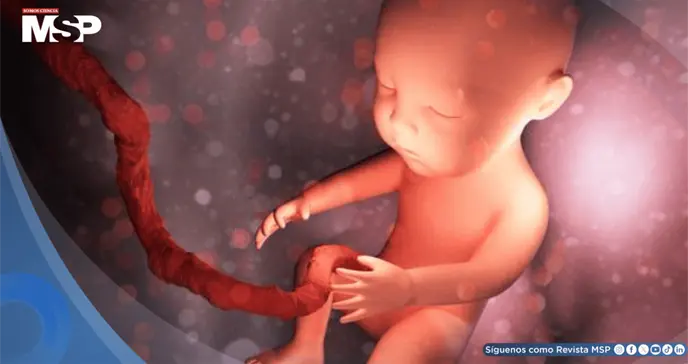 El estrés materno durante el embarazo podría alterar el desarrollo cerebral del embrión, según estudio El estrés materno durante el embarazo podría alterar el desarrollo cerebral del embrión, según estudio