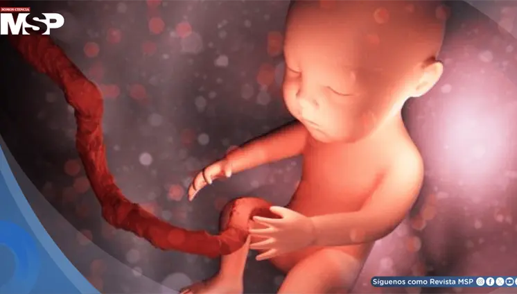 El estrés materno durante el embarazo podría alterar el desarrollo cerebral del embrión, según estudio El estrés materno durante el embarazo podría alterar el desarrollo cerebral del embrión, según estudio