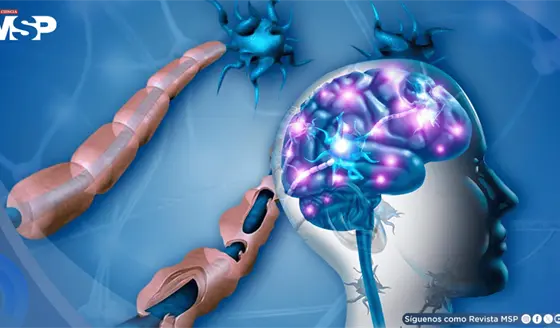 Virus de Epstein-Barr podr&iacute;a desencadenar ataques inmunitarios al cerebro que causan esclerosis m&uacute;ltiple