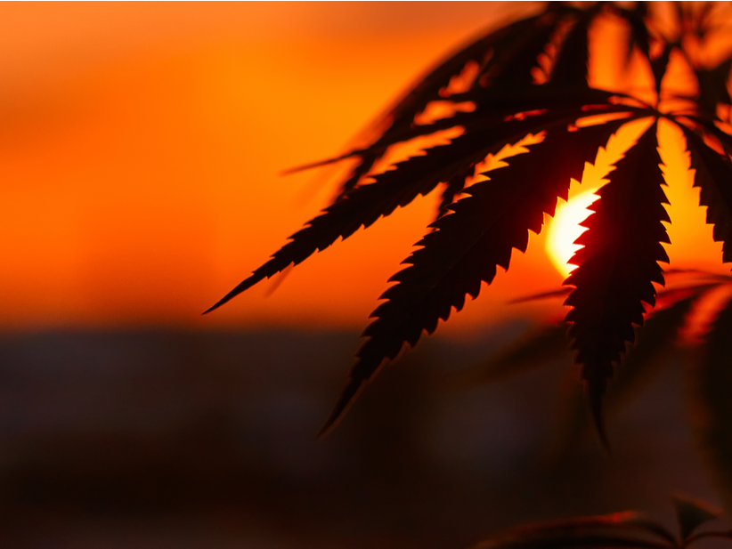 cultivar 1 onza equivale a quemar de 7 a 16 galones de gasolina